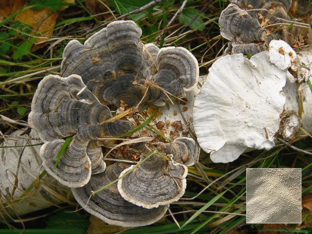 Trametes multi-colored (Tinder motley, multi-colored): medicinal properties and contraindications, photo and description