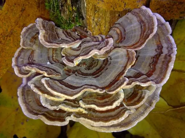 Trametes multi-colored (Tinder motley, multi-colored): medicinal properties and contraindications, photo and description