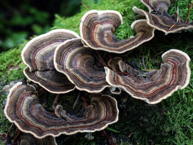 Trametes multi-colored (Tinder motley, multi-colored): medicinal properties and contraindications, photo and description