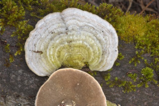 Trametes multi-colored (Tinder motley, multi-colored): medicinal properties and contraindications, photo and description