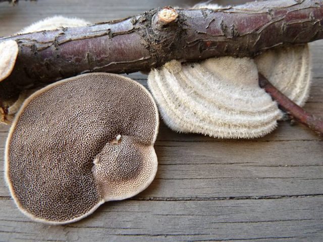 Trametes multi-colored (Tinder motley, multi-colored): medicinal properties and contraindications, photo and description