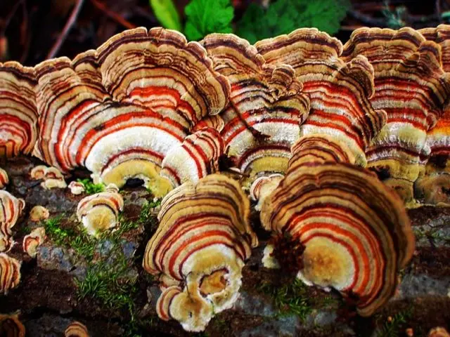 Trametes multi-colored (Tinder motley, multi-colored): medicinal properties and contraindications, photo and description