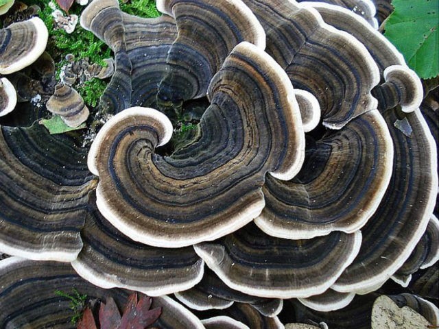 Trametes multi-colored (Tinder motley, multi-colored): medicinal properties and contraindications, photo and description