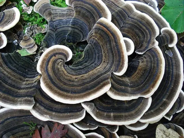 Trametes multi-colored (Tinder motley, multi-colored): medicinal properties and contraindications, photo and description