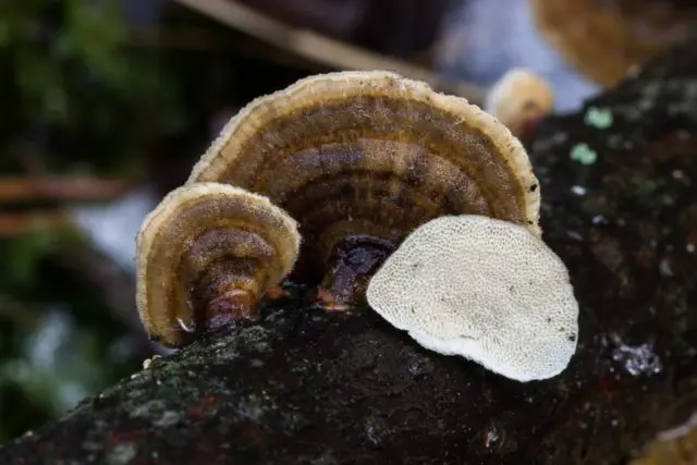 Trametes ocher: useful properties, photo and description