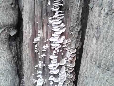 Trametes ocher: useful properties, photo and description