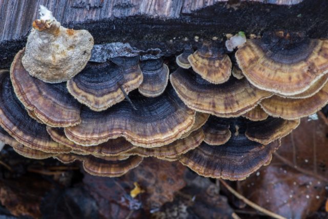 Trametes ocher: useful properties, photo and description