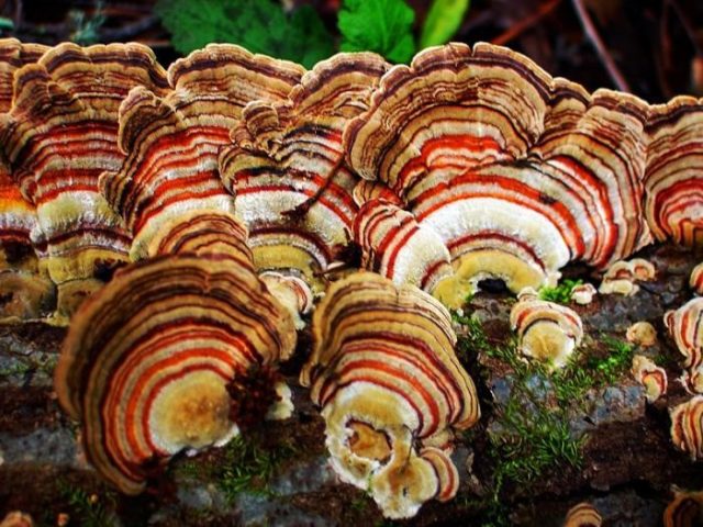 Trametes ocher: useful properties, photo and description