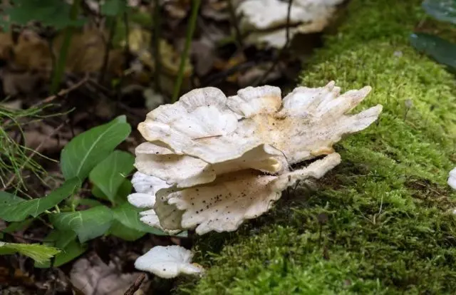 Trametes ocher: useful properties, photo and description