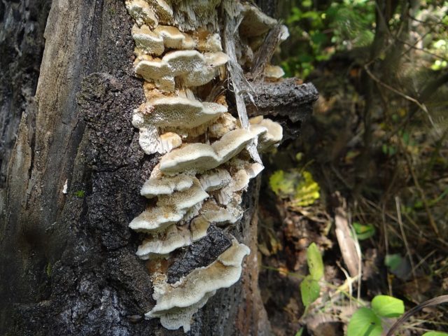 Trametes Troga: photo and description