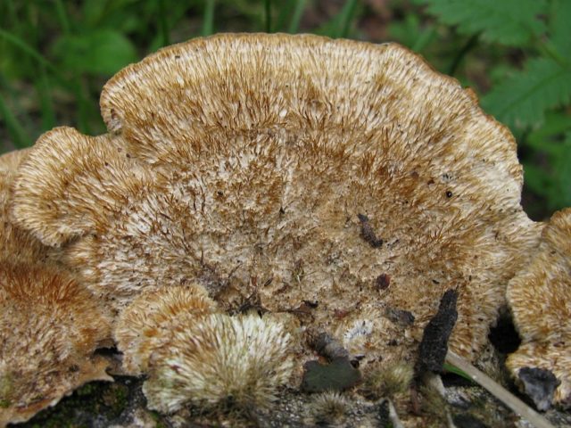 Trametes Troga: photo and description