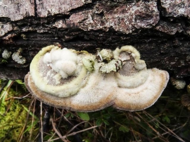 Trametes Troga: photo and description