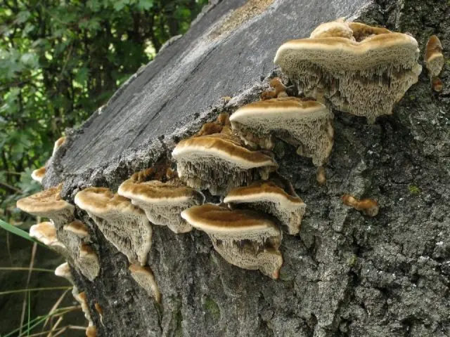 Trametes Troga: photo and description