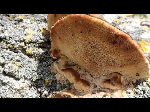 Trametes Troga: photo and description