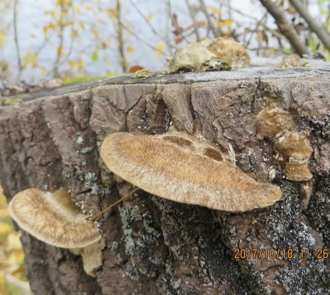 Trametes Troga (Trametes trogii) photo and description