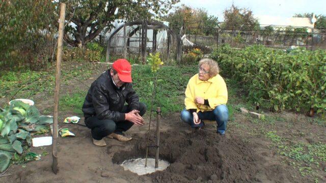 Transplanting an apple tree in the spring to a new place: timing, video