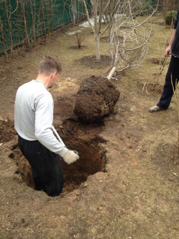 Transplanting an apple tree in the spring to a new place: timing, video