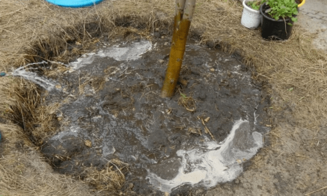 Transplanting an apple tree in the spring to a new place: timing, video