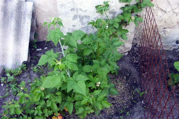 Transplanting blackberries to a new place in the fall: the main rules