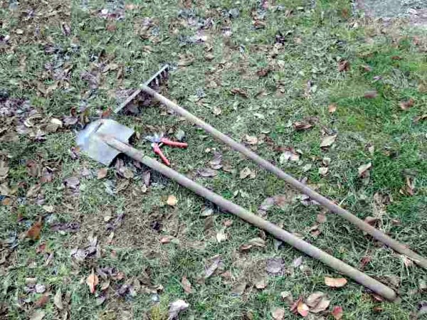 Transplanting blackberries to a new place in the fall: the main rules