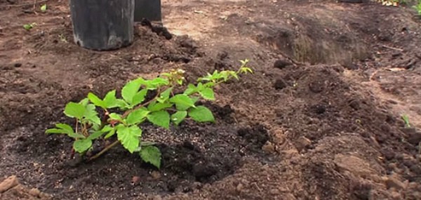 Transplanting blackberries to a new place in the fall: the main rules