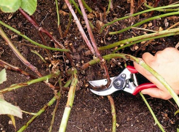 Transplanting blackberries to a new place in the fall: the main rules