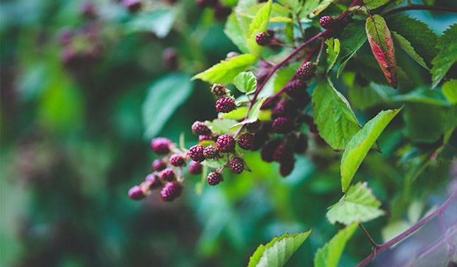 Transplanting blackberries to a new place in the fall: the main rules