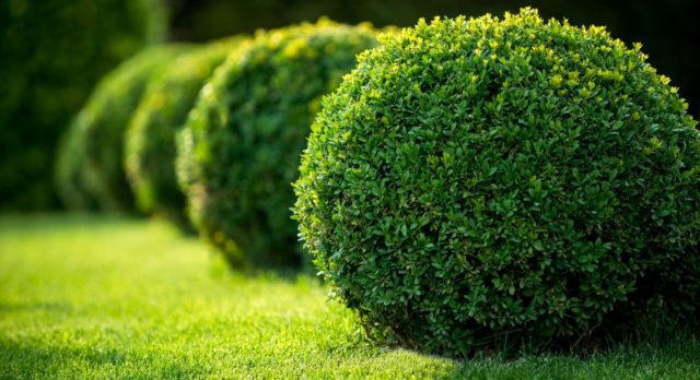 Transplanting boxwood in autumn and spring