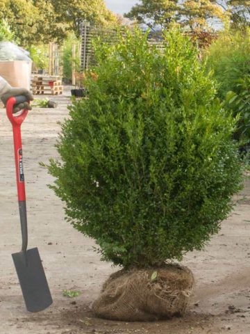 Transplanting boxwood in autumn and spring