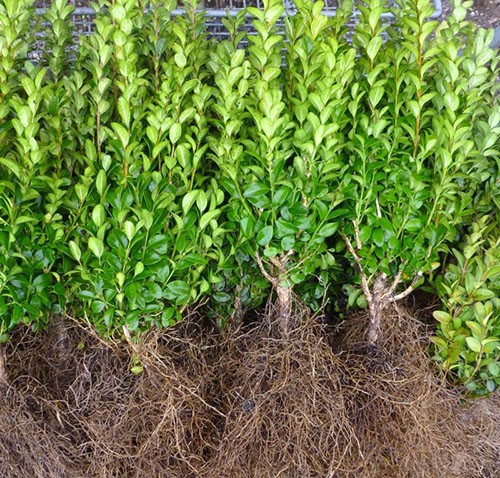 Transplanting boxwood in autumn and spring