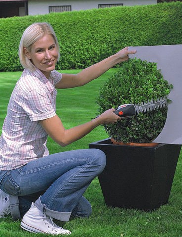 Transplanting boxwood in autumn and spring