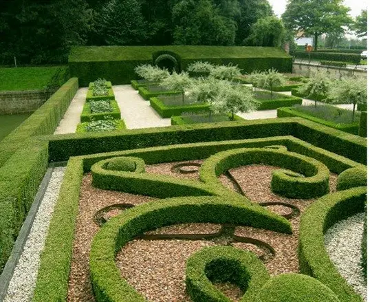 Transplanting boxwood in autumn and spring