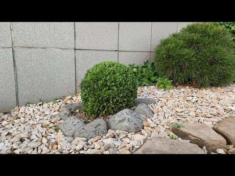 Transplanting boxwood in autumn and spring