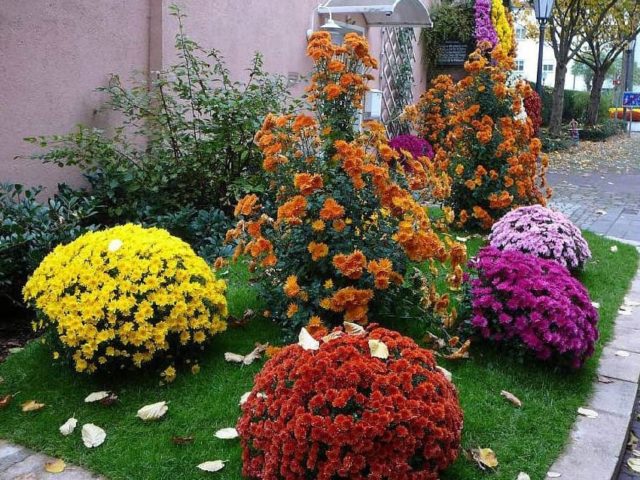 Transplanting chrysanthemums in spring and autumn: how to plant and when to transplant