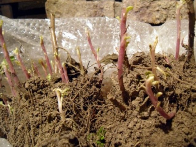 Transplanting chrysanthemums in spring and autumn: how to plant and when to transplant