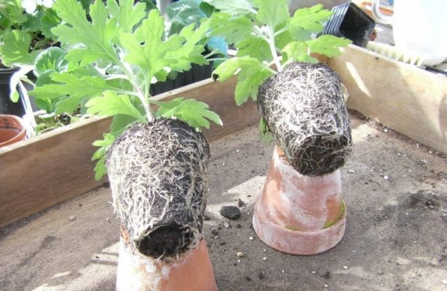 Transplanting chrysanthemums in spring and autumn: how to plant and when to transplant