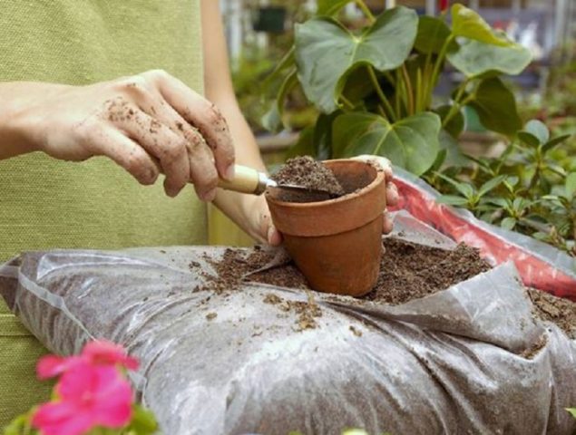 Transplanting chrysanthemums in spring and autumn: how to plant and when to transplant