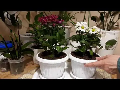 Transplanting chrysanthemums in spring and autumn: how to plant and when to transplant