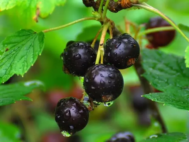 Transplanting currants in the fall to a new place 