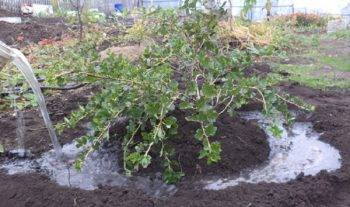 Transplanting currants in the fall to a new place 