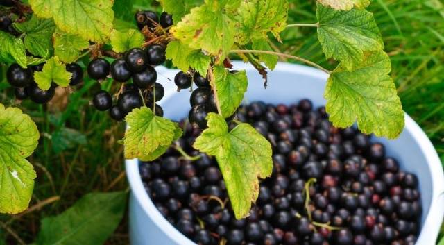 Transplanting currants in the fall to a new place 