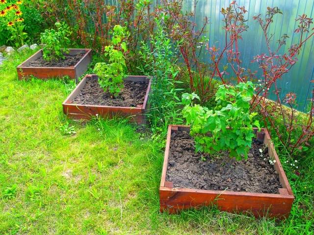 Transplanting currants in the fall to a new place 