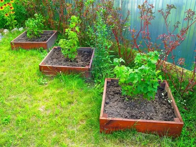 Transplanting currants in the fall to a new place 