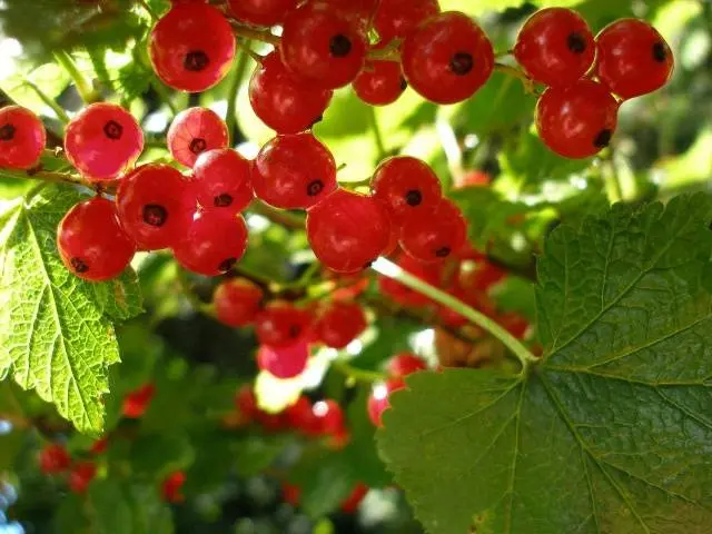 Transplanting currants in the fall to a new place 