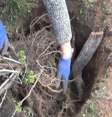 Transplanting currants in the fall to a new place 