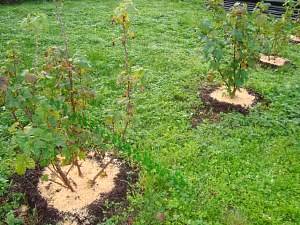 Transplanting currants in the fall to a new place 