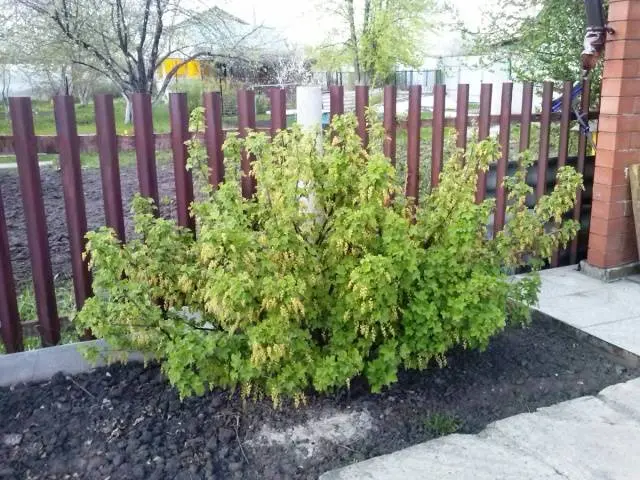 Transplanting currants in the fall to a new place 