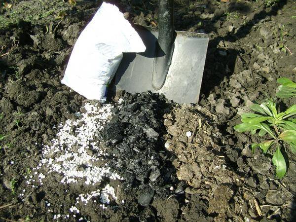 Transplanting currants in the fall to a new place 