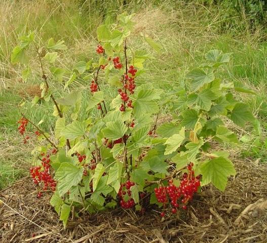 Transplanting currants in the fall to a new place 