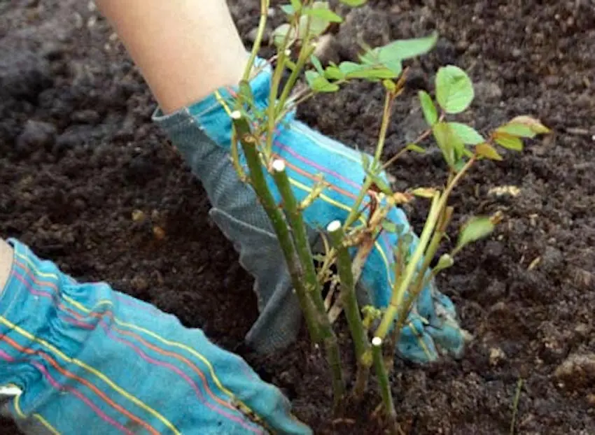 Transplanting roses: how and when is the best time to do it